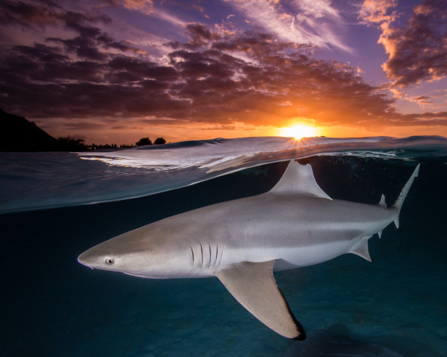 Leđno peraje crne grebenaste ajkule - Carcharhinus melanopterus - u ravni sa suncem u Francuskoj Polineziji