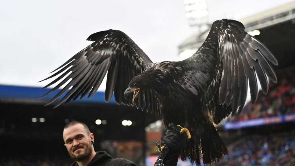 Crni orao stoji na ruci dresera na stadionu Selhurst park