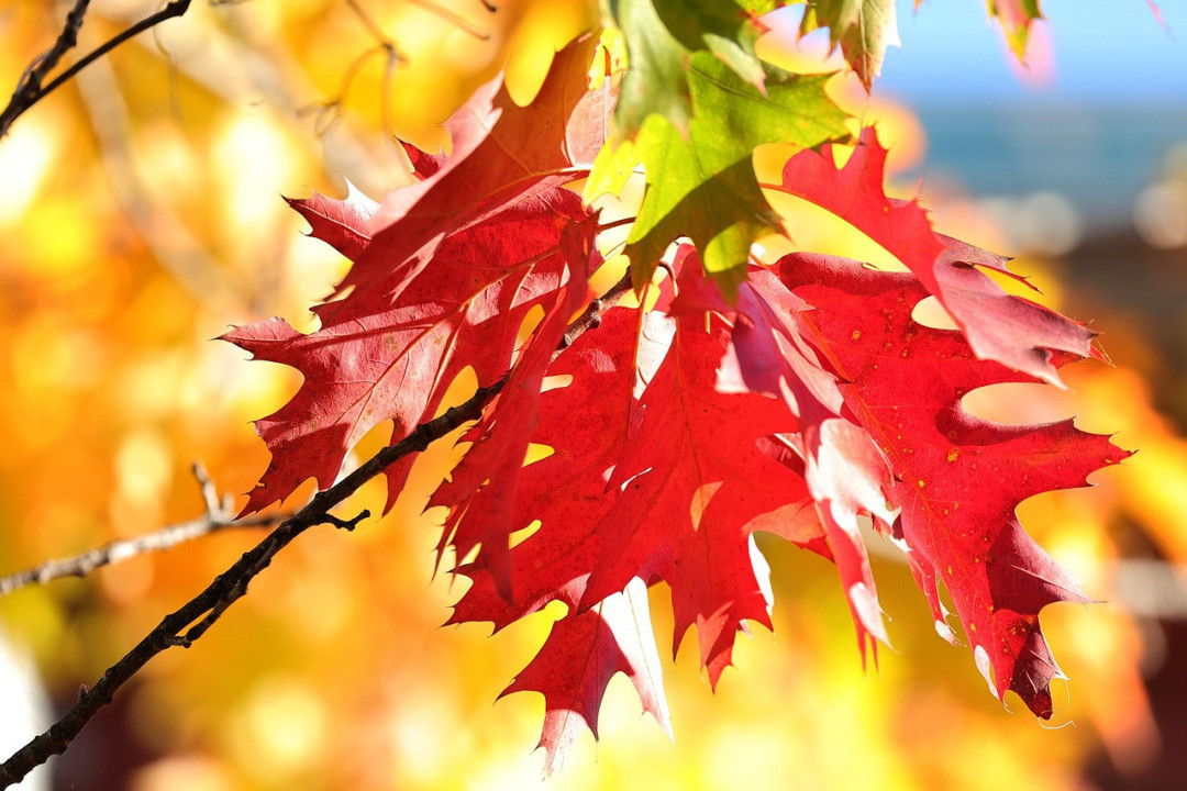 Foto: Ilustracija/Pixabay