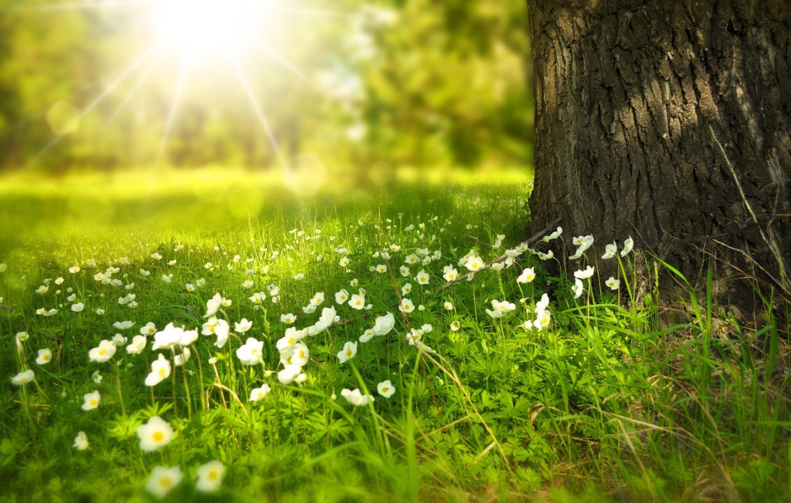 Foto: Ilustracija/Pixabay