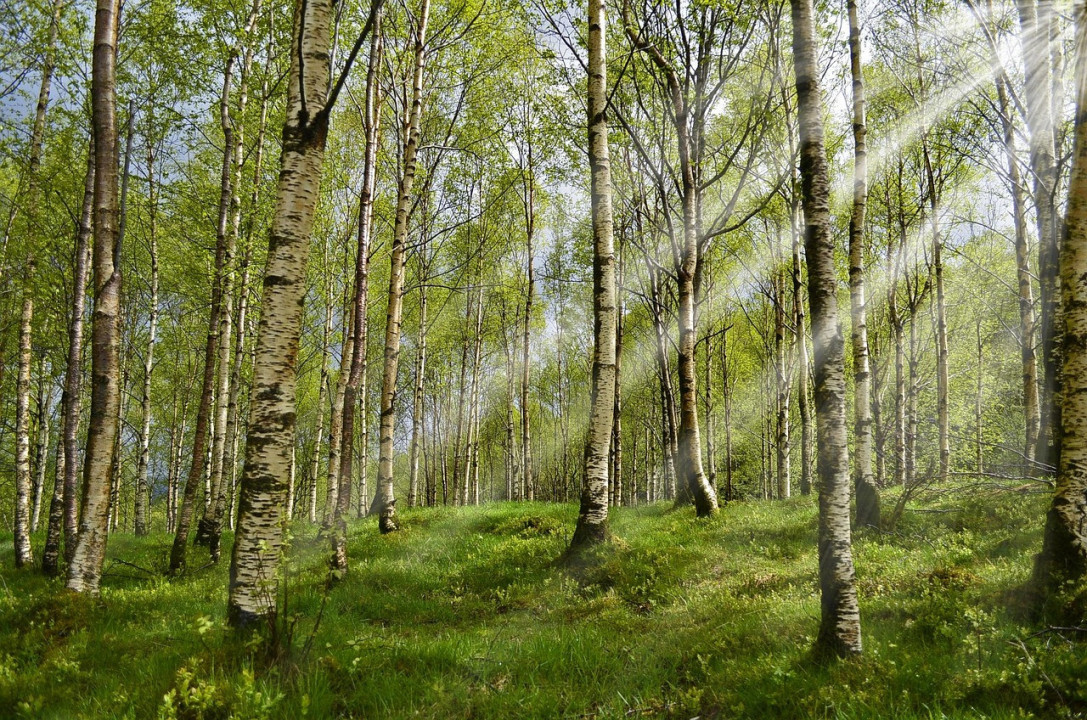 Foto:Ilustracija/Pixabay