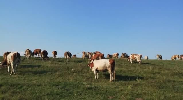 Foto: J.Vukajlović/Boom93