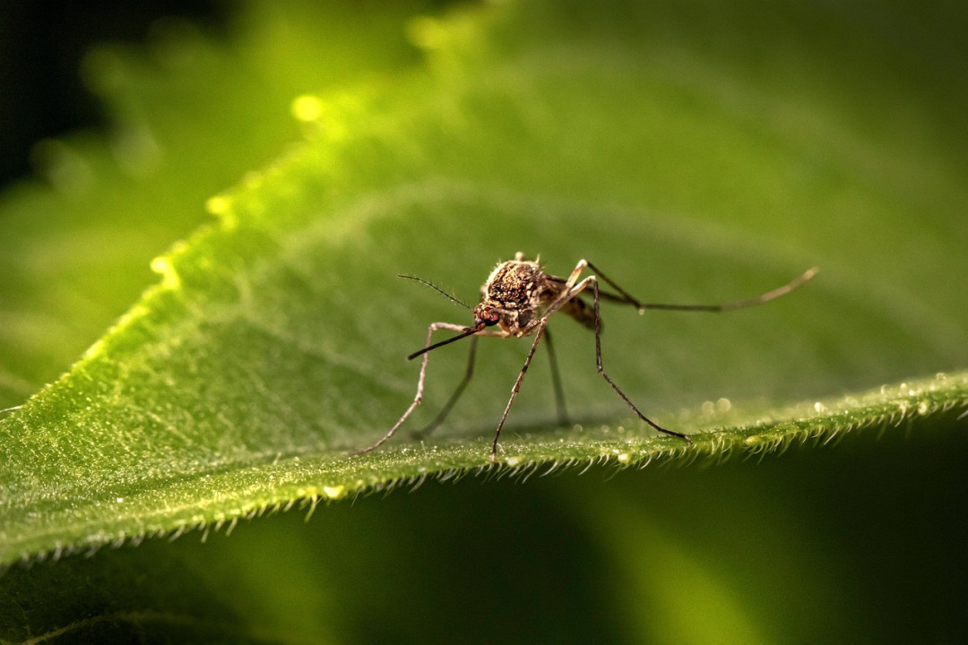 Foto:Ilustracija/Pixabay