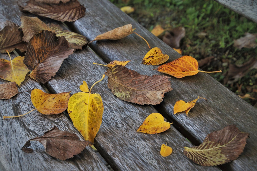 Foto: Ilustracija/Pixabay