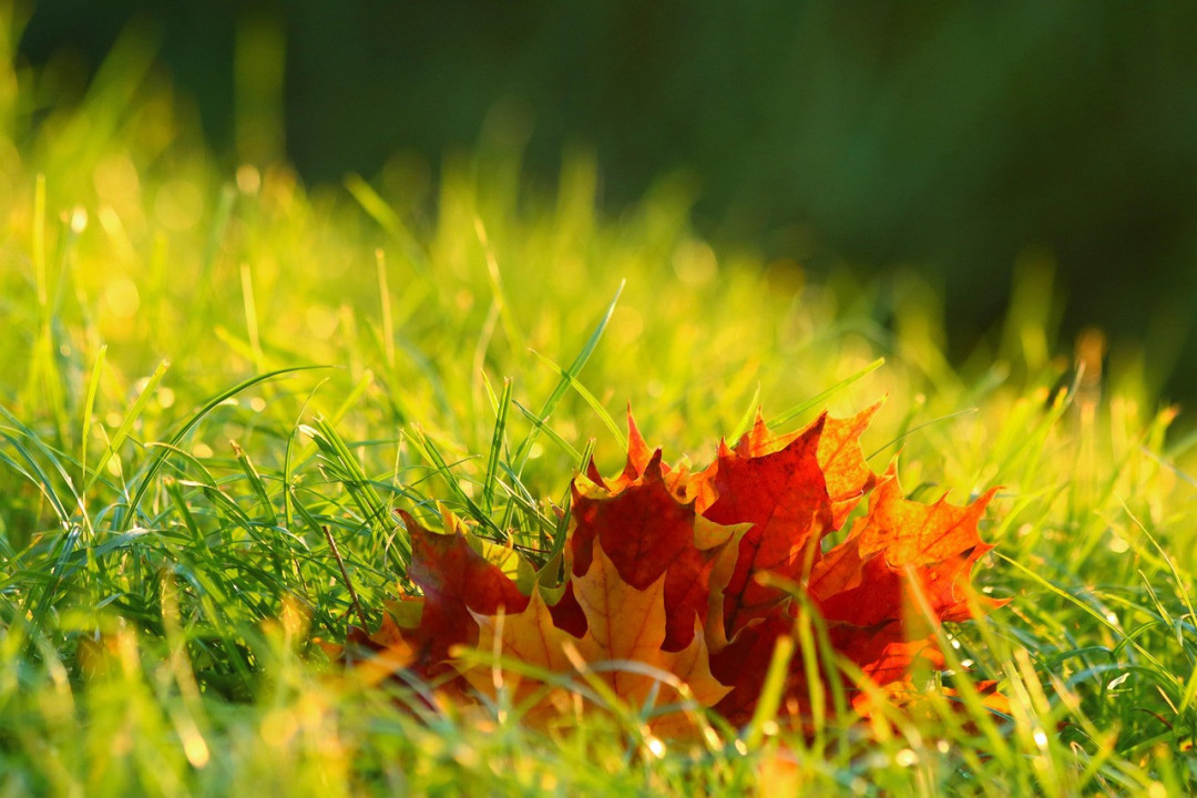 Foto: Ilustracija/Pixabay