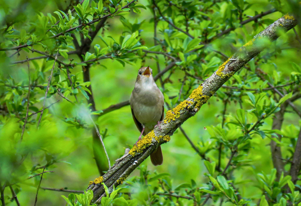 Foto: Društvo za zaštitu i proučavanje ptica Srbije / Dragiša Petrović