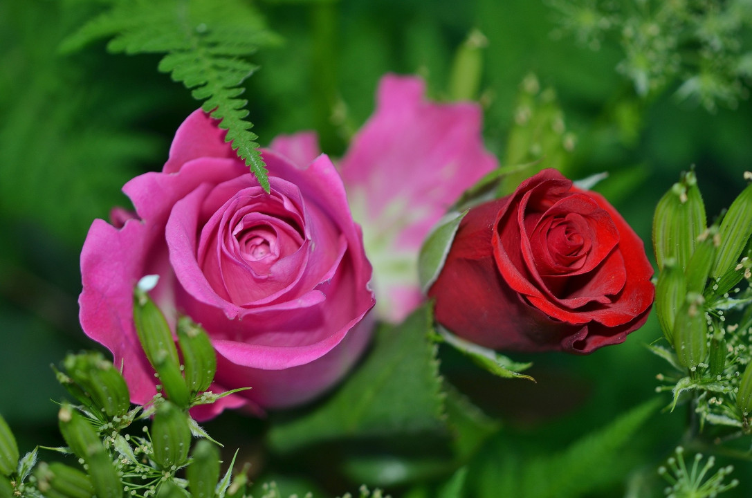 FOTO: Pixabay/Ilustracija