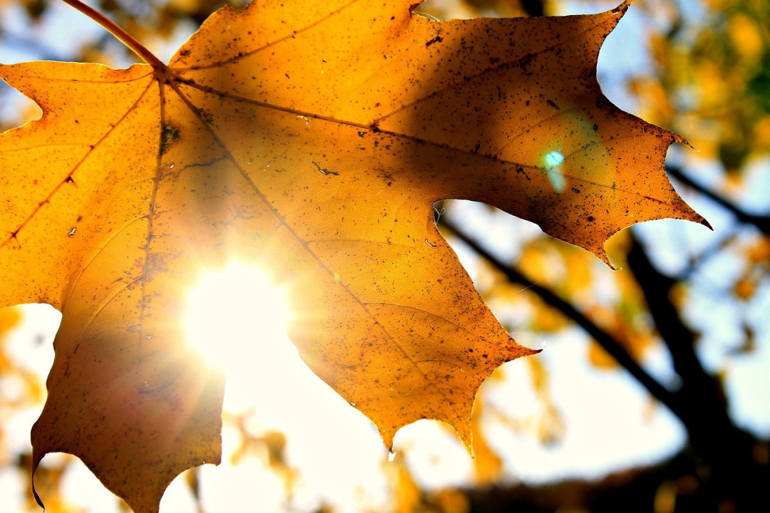 Foto: Ilustracija/Pixabay