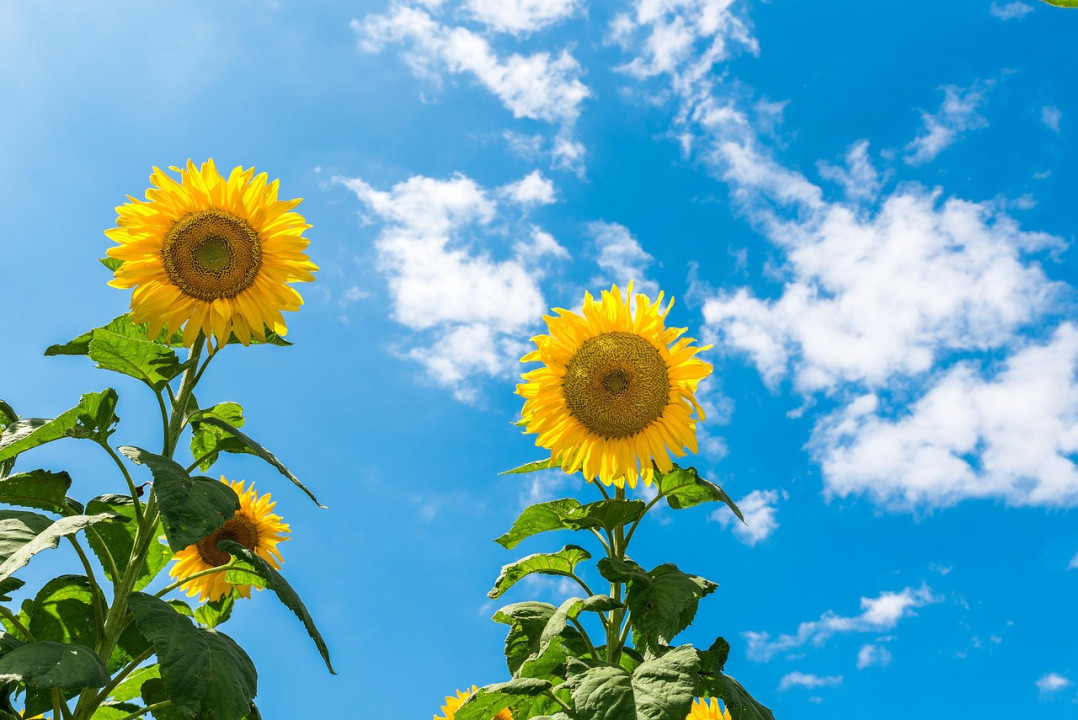 Foto: Ilustracija/Pixabay