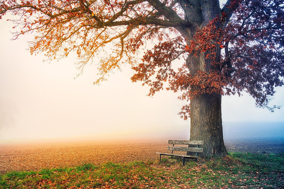 Foto:Ilustracija/Pixabay