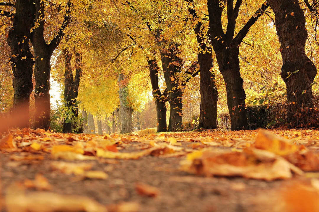Foto: Ilustracija/Pixabay