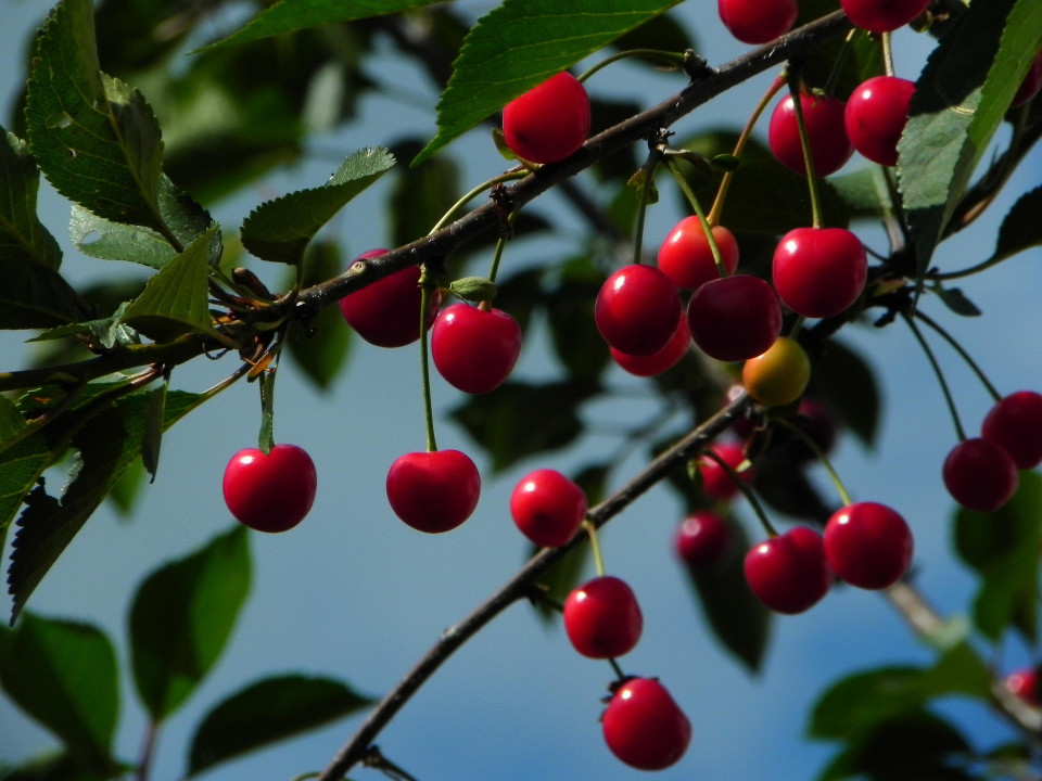 Foto: Ilustracija/Pixabay