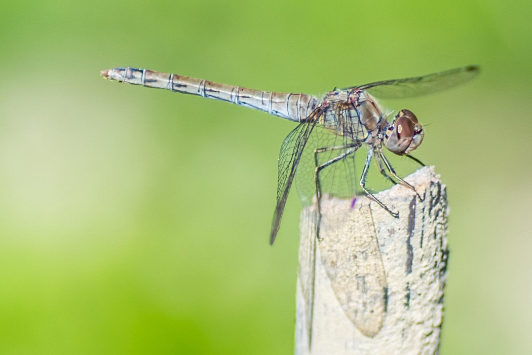 Foto: Ilustrcija/Pixabay