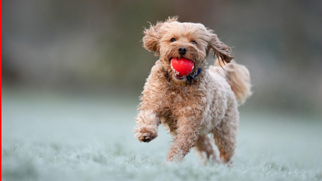 razigrano kuče u zaleđenoj travi s lopticom u ustima