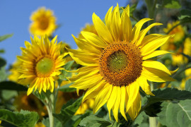 FOTO: Pixabay ilustracija