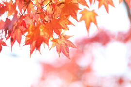 Foto: Ilustracija/pixabay