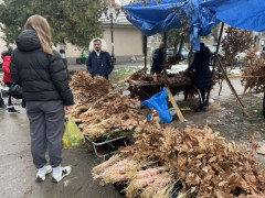FOTO: Boom93/N.Stojićević