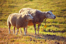 Foto: Ilustracija/Pixabay