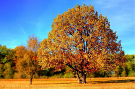 Foto: Ilustracija/Pixabay